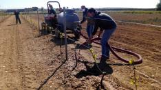 Los proyectos estudiarán aspectos de interés en las áreas de Producción y Sanidad Animal, Hortofruticultura y Protección Vegetal.