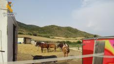 El Seprona detecta irregularidades en una explotación de caballos de Isuerre que ofertaba actividades juveniles sin permiso.