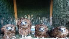 Milanos reales nacidos en cautividad en Aragón.