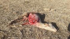Oveja hallada muerta en Arrés este lunes en un ataque que los ganaderos atribuyen al lobo.