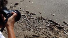 Peces muertos aparecen en las orillas de las playas del Mar Menor (Murcia)
