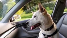 Cerca del 45% de dueños no lleva a su mascota correctamente en el coche.