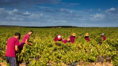 Aragón cuenta con más de 4.000 familias de viticultores y 36.000 hectáreas de viñedos.