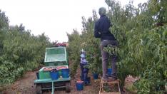 Labores de recogida de las variedades más tardanas de fruta en una finca de Albalate de Cinca.
