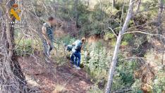 Desmantelada en Mequinenza una plantación de marihuana