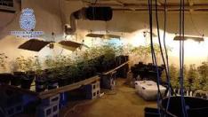 Incautan varias plantaciones de marihuana en varias localidades de Zaragoza, Huesca y Teruel