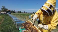 Aragón produce al año 934 toneladas de miel milflores.