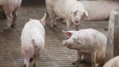 Aragón lidera la producción de ganado porcino a nivel nacional con 15 millones de cerdos al año.