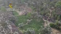 Desmantelada una macroplantación en Fayón y 7 detenidos por robar en una plantación en Calamocha