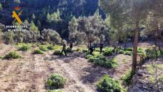 Desmantelada una macroplantación de marihuana en Fayón.