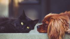 Los perros y gatos analizados en el estudio mostraban síntomas.