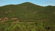 Pinsapar de Orcajo.
