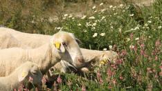 El CITA ha centrado su estudio en el uso de la esparceta en la alimentación de la oveja que cría y en el cordero de cebo.