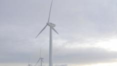Endesa ha llevado a cabo estudios de sinergias entre las plantas renovables y especies animales.