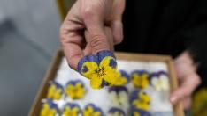 Un pensamiento cristalizado, una de las cincuenta variedades comercializadas por Innoflower desde el polígono de Cogullada.