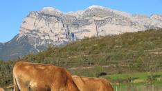 La Pirenaica es una de las razas autóctonas más antiguas de España.