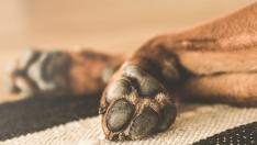 Foto de archivo de las patas de un perro