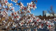 Almendro en flor en la ribera del río Ebro en Zaragoza.