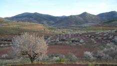 Almendros en flor en el entorno de Almonacid de la Sierra (Valdejalón).