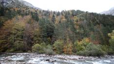 Día Internacional de los Bosques: 10 bosques aragoneses en los que perderse esta primavera