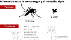 cartela mosquito y mosca negra