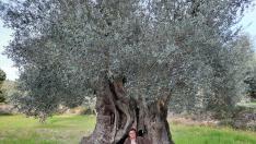 Olivera de Cervera en Belmonte de San José.