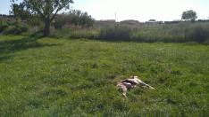 Otro ejemplar de oveja, muerto cerca del casco urbano de Torralba de Aragón