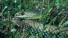 Culebra bastarda.