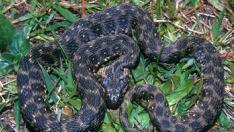 Culebra viperina.