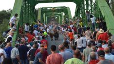 Foto del encierro sobre el puente de Gallur en el día grande de las fiestas de San Antonio