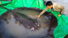 La raya gigante de 300 kilos que fue hallada en en el Mekong, en la isla de Koh Pread.