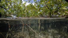 Giant bacteria found in Guadeloupe mangroves challenge traditional concepts