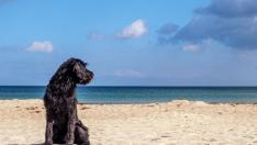Las playas más cercanas a Zaragoza para ir con perros
