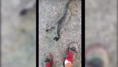 La Guardia Civil de Caspe detuvo a un hombre tras agredir a un gato que se había metido junto al motor de un coche.