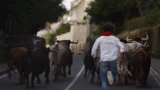 Un pastor conduce a los toros de La Palmosilla hasta los corrales de Santo Domingo para el encierro de este domingo.
