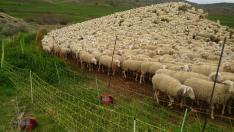 Un rebaño de ovejas en Monegros rodeada de varios cercados.