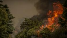 Incendio forestal en Orense