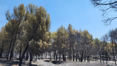 Una zona de bosque calcinada por el incendio de Ateca.
