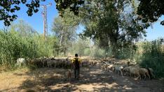 Un rebaño de 2.000 ovejas limpió la ribera del río Sosa a su paso por Monzón.