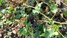 Hojas y granos afectados en viñas del paraje de El Val.