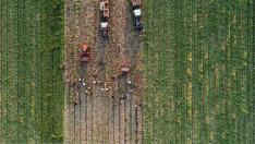 Agricultores integrados en la Denominación de Origen Cebolla de Fuentes de Ebro están estos días en plena campaña de recolección.