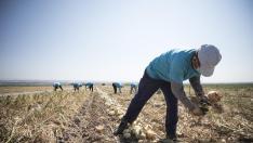 Unos agricultores recogen cebollas de Fuentes de Ebro con D. O.