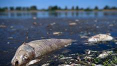 El río Oder, entre Alemania y Polonia:muerte masiva de peces