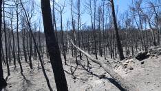 Terrenos afectados por el incendio declarado en Añón de Moncayo.