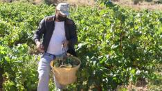 La DO Cariñena prevé vendimiar este año más de 65 millones de kilos de uva