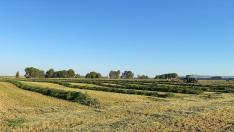 Los altos costes, el calor y la sequía hacen prever una caída del 25% en la cosecha de alfalfa