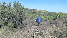 Los equipos forestales cortan los árboles quemados en la zona del incendio.