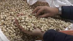 Tras su recolección, los pistachos tienen que pasar, antes de 24 horas, por una procesadora en la que se realiza su limpieza y su necesario secado.