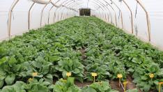 Cultivos de borraja bajo invernadero en los que se realizan ensayos para disponer de soluciones con las que enfrentarse al hongo del suelo.