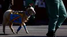 Un carnero, la mascota de la Legión este año en vez de una cabra en el desfile del 12 de octubre.